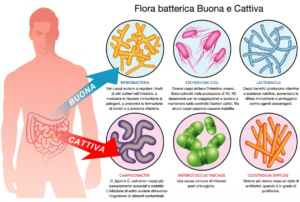 disbiosi intestinale 1